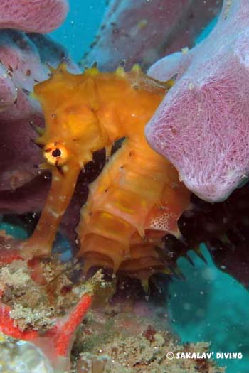Hippocampe histrix nosy be